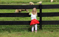 Mädchen betrachtet Schafe durch einen Zaun von Mathieu van den Berk Miniaturansicht