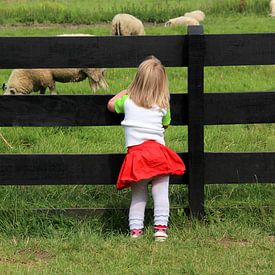 Meisje kijkt naar schapen door een hek van Mathieu van den Berk