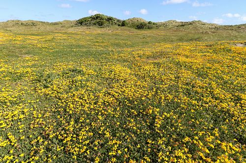 Rolklaver in de duinen van Ameland