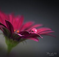 Druppel op een Afrikaanse madeliefje (Osteospermum).