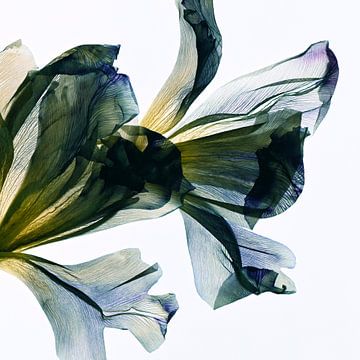 Tulips in Blues & Greens