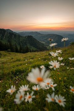 Vue fleurie du Hochgrat sur le lac de Constance au coucher du soleil sur Leo Schindzielorz