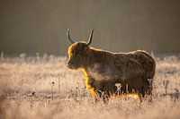 Scottish highlander during cold sunrise