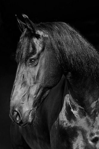 Friese Merrie in Zwart wit