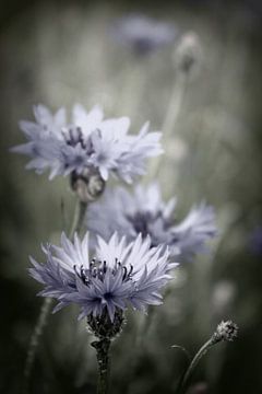 Dans la nature 2 sur de buurtfotograaf Leontien