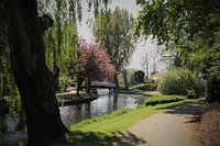 Le printemps dans le parc