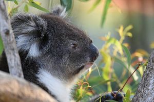 Nahaufnahme eines Koalas oder Koala-Bären von Rini Kools