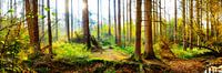 Sonnenstrahlen im herbstlichen Wald von Günter Albers Miniaturansicht