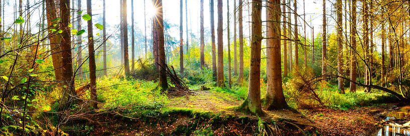 Sonnenstrahlen im herbstlichen Wald von Günter Albers