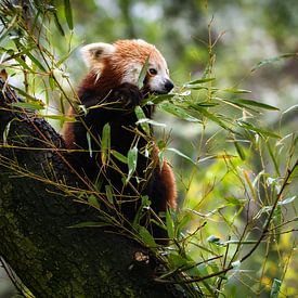 Kleine panda beer in een boom van Chihong