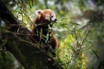 Petit panda dans un arbre sur Chihong