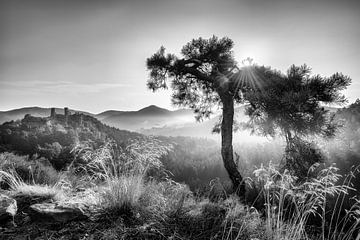 Automne doré dans la forêt du Palatinat. Image en noir et blanc. sur Manfred Voss, Schwarz-weiss Fotografie