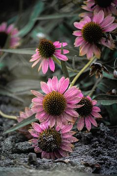 flowers part 460 by Tania Perneel