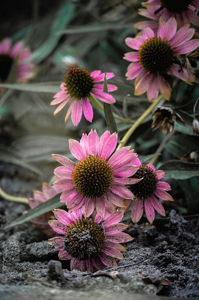 bloemen part 460 van Tania Perneel