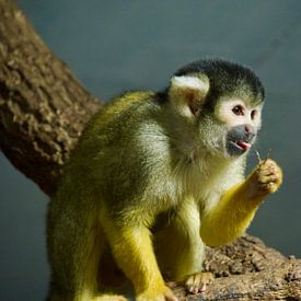 Doodshoofdaapje op een tak van Judith van Wijk