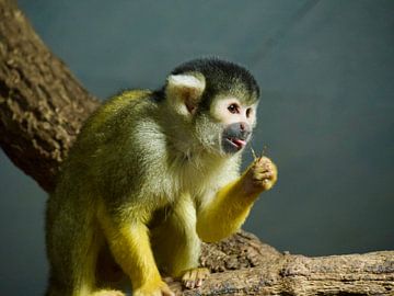 Singe écureuil sur une branche