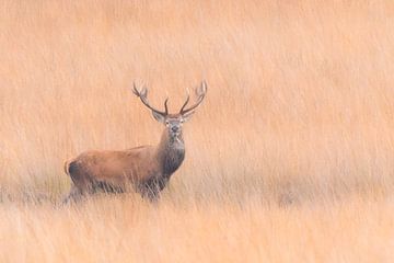 Red deer in the Veluwe von Marcel de Vos