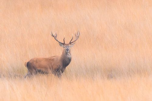Red deer in the Veluwe