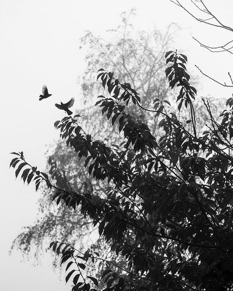 Les merles du matin par Wen Yao van Wieringen