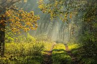 Early morning sun (reduced in price!) by Pascal Raymond Dorland thumbnail