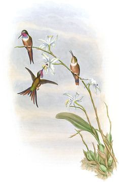 Lyre-vormige houtster, John Gould van Hummingbirds