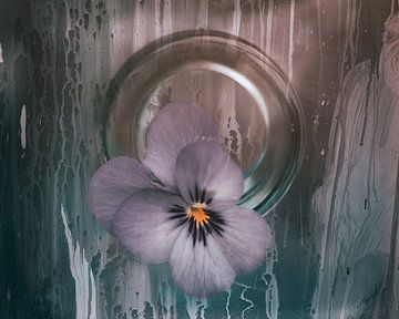 Violett im Glaskreis von Saskia Schotanus