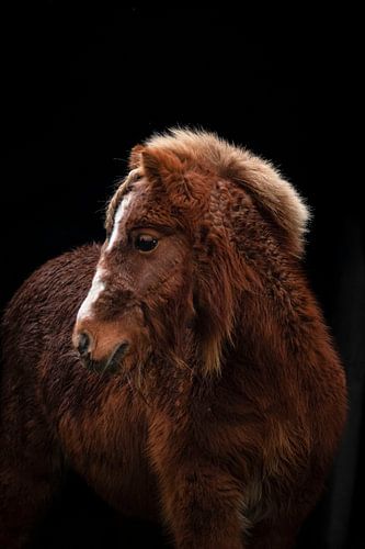 black photo shetlander