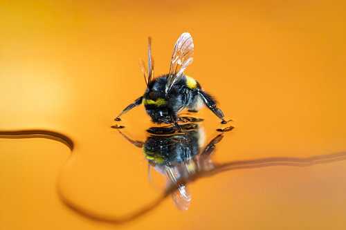 Monsieur Hommel vient nous rendre visite