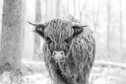 Schotse hooglander in de sneeuw - Zwart wit
