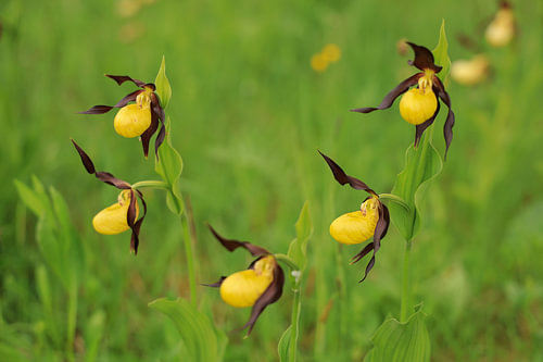 Meadow in the Upper Danube Nature Park with yellow lady’s slippers