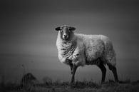 One sheep in the heather von Luis Boullosa Miniaturansicht