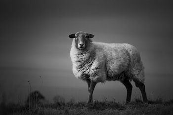 One sheep in the heather