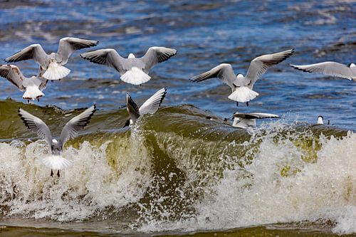 Kokmeeuwen in de nevel