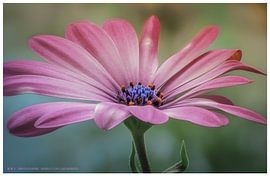 Blumenfreude von Wilfried Voßen