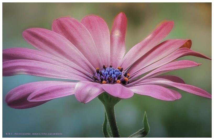 Joie des fleurs par Wilfried Voßen