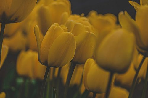 De invasie van de gele tulpen.