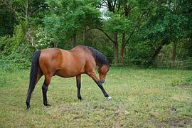 Trakehner Feldmeyer auf der Weide