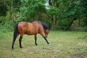 Trakehner Feldmeyer auf der Weide