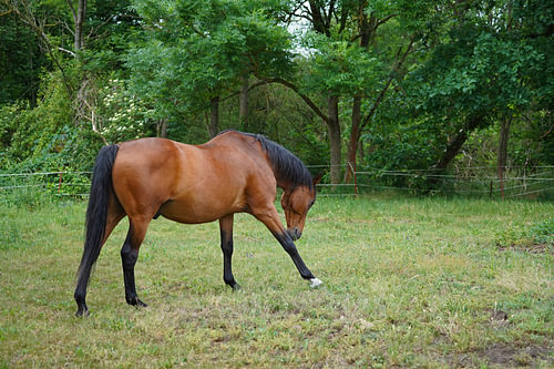 Trakehner Feldmeyer in de wei