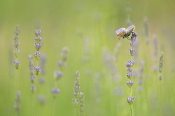 Lavender Dream by Lia Hulsbeek Brinkman