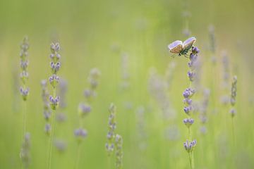 Lavendel Dream van Lia Hulsbeek Brinkman