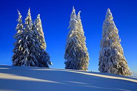 Arbres à neige Feldberg Forêt-Noire sur Patrick Lohmüller