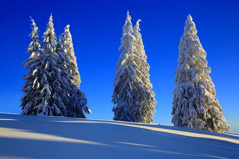 Schneebäume Feldberg Schwarzwald von Patrick Lohmüller