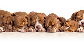 Sleeping dogs (brown) by Cor Schouten