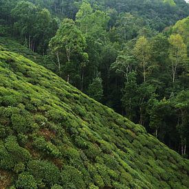Teefelder Indien von Lilian Huijben