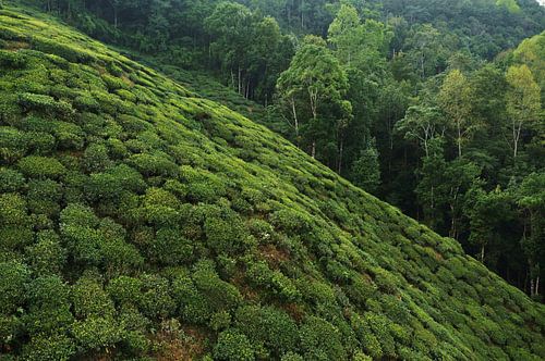 Tea fields India by Lilian Huijben