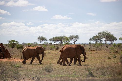Kudde olifanten op de savanne Kenia, Afrika
