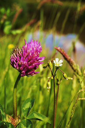 klaverbloemetje