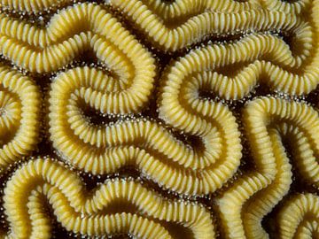 Détails du cerveau corallien, joli et abstrait sur René Weterings