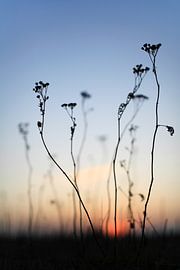 The last light of day in the floodplains of the Waal by SPIRIT OF NATURE - Chris Lindhout